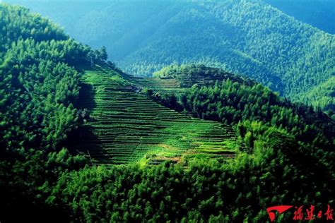 福建茶風水|福建茶文化